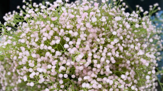 Prezzo di fabbrica Fiore artificiale Gypsophila Babysbreath per lo sfondo della decorazione di nozze